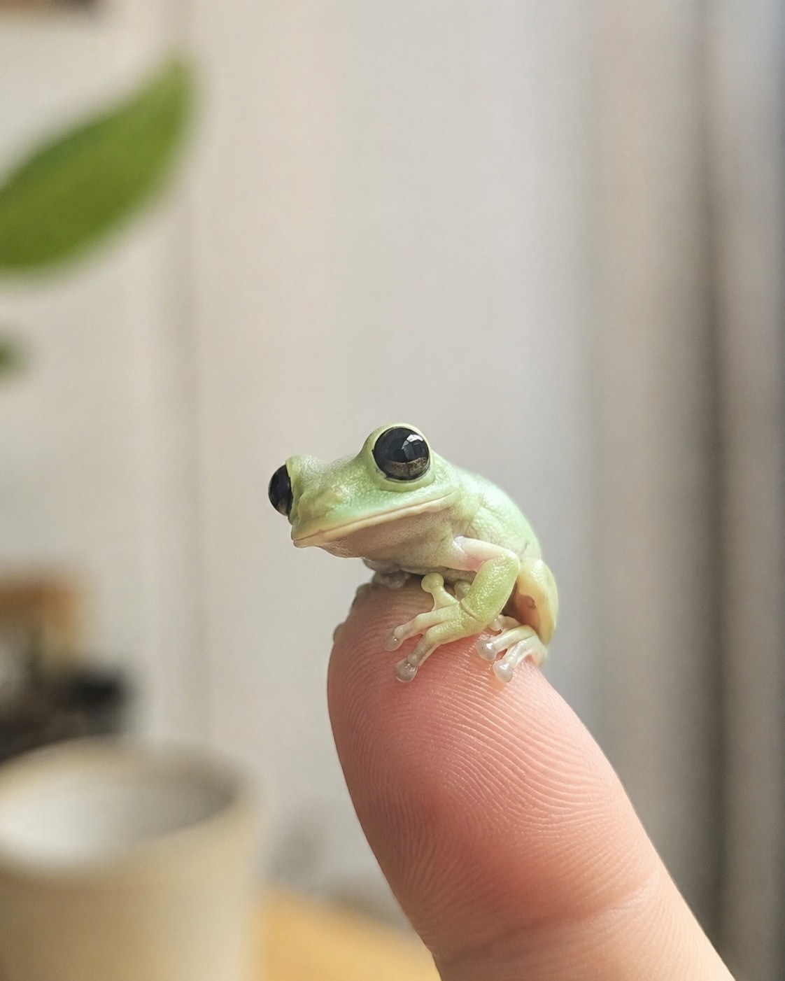 A tiny tree frog perched on someone's fingertip